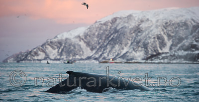 BB 13 0264 / Megaptera novaeangliae / Knølhval